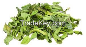 NATURALLY DRIED LIME LEAF / INTENSE CITRUS AROMA & PURE QUALITY / COST-EFFECTIVE BULK OPTIONS / MADE IN VIETNAM