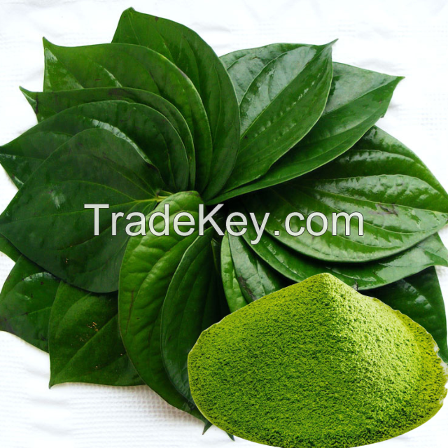 BETEL LEAF POWDER / TRADITIONAL HERB FOR MULTIPLE USES / MADE IN VIETNAM