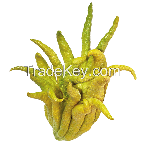 GOURMET BUDDHA HAND FOR ZESTY, FRAGRANT RECIPES FRESHLY PICKED AND NATURALLY SOURCED / INTENSE CITRUS FLAVOR / COMPETITIVELY PRICED