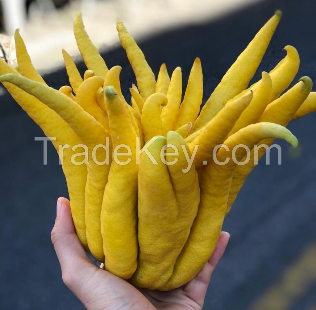 GOURMET BUDDHA HAND FOR ZESTY, FRAGRANT RECIPES FRESHLY PICKED AND NATURALLY SOURCED / INTENSE CITRUS FLAVOR / COMPETITIVELY PRICED