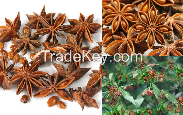 HIGH-QUALITY STAR ANISE FOR CULINARY DELIGHTS FRESHLY HARVESTED AND AROMATIC / RICH AND DISTINCTIVE TASTE / REASONABLY PRICED FOR HIGH DEMAND