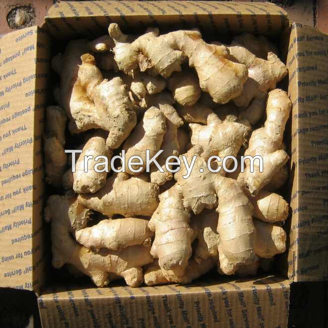 PREMIUM FRESH GINGER / AROMATIC AND SPICY FLAVOR / MADE IN VIETNAM