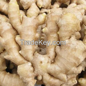 PREMIUM FRESH GINGER / AROMATIC AND SPICY FLAVOR / MADE IN VIETNAM