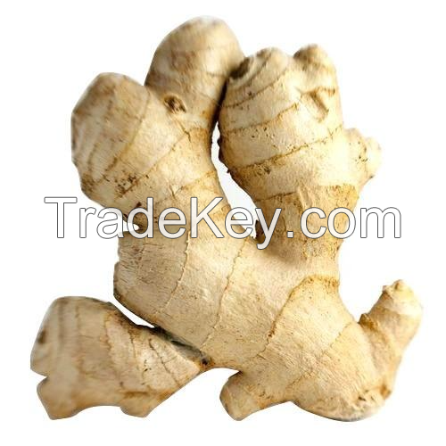 PREMIUM FRESH GINGER / AROMATIC AND SPICY FLAVOR / MADE IN VIETNAM