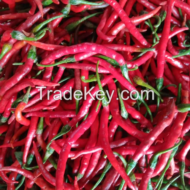 FARM-FRESH CHILI PEPPERS / BRIGHT AND FIERY HEAT / MADE IN VIETNAM