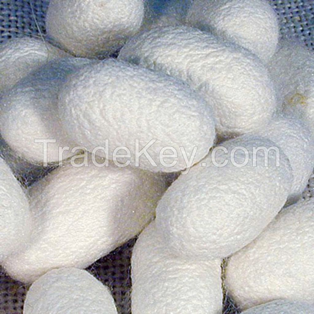 PREMIUM WHOLE SILK COCOONS / SKIN BRIGHTENING / MADE IN VIETNAM