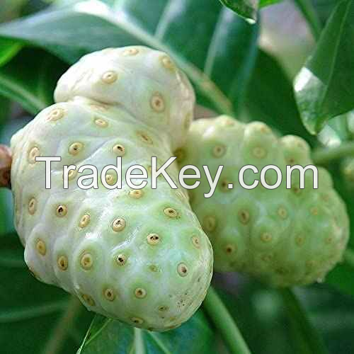 FRESHLY PICKED NONI FRUIT / FOR JUICES AND RECIPES / MADE IN VIETNAM