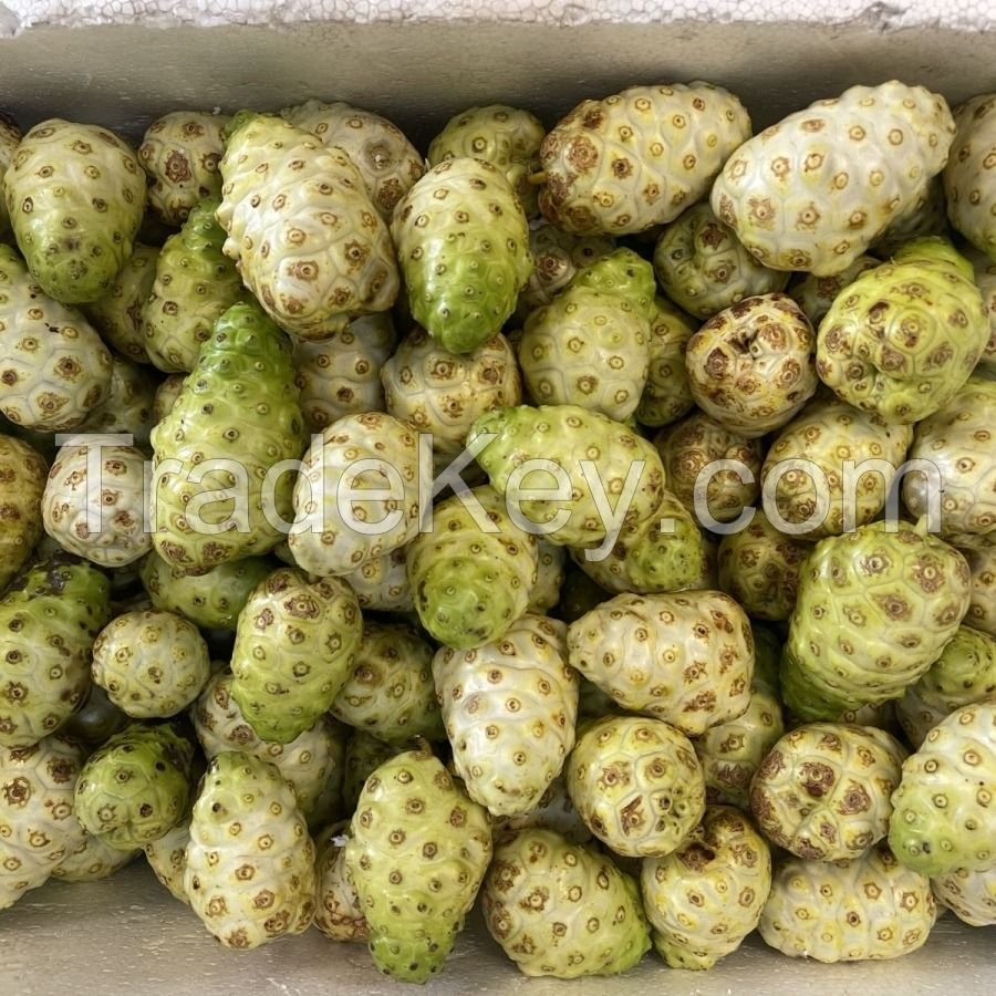 FRESHLY PICKED NONI FRUIT / FOR JUICES AND RECIPES / MADE IN VIETNAM