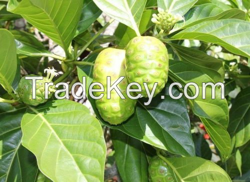 FRESHLY PICKED NONI FRUIT / FOR JUICES AND RECIPES / MADE IN VIETNAM