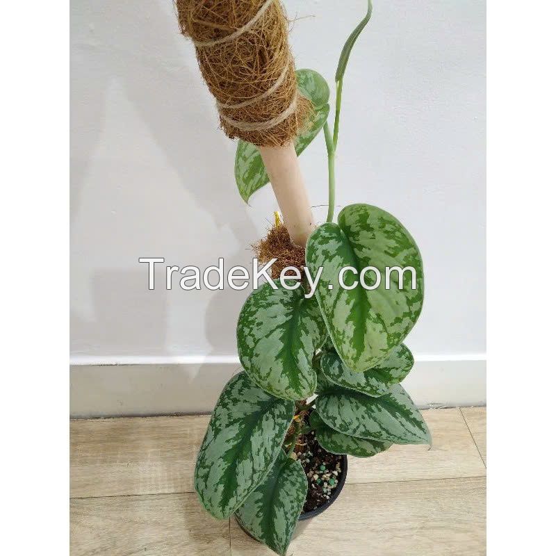 BIODEGRADABLE COIR MOSS SUPPORT POLE / BOOST YOUR PLANTÃ¢ï¿½ï¿½S CLIMB / MADE IN VIETNAM