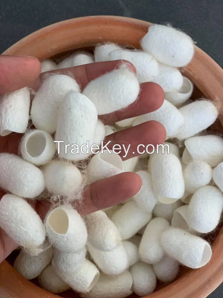 PURE SILK COCOONS / GENTLE SKIN CARE / MADE IN VIETNAM