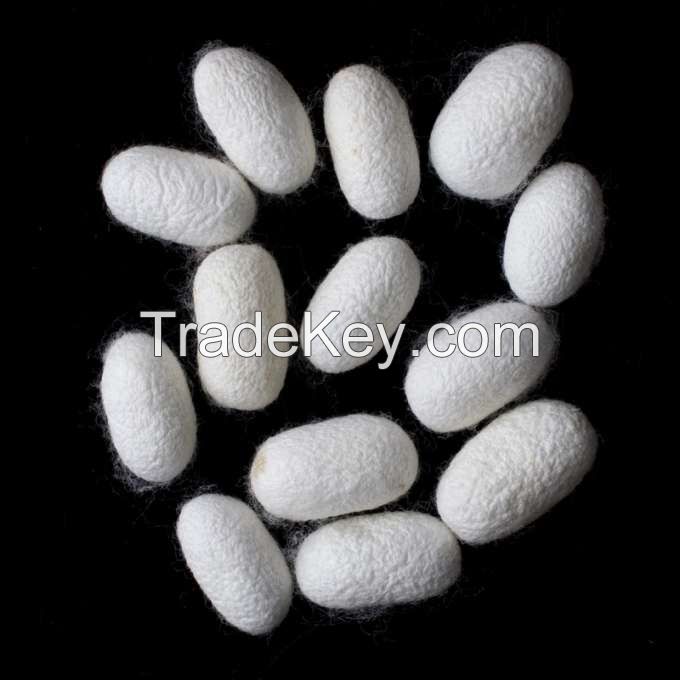 PREMIUM WHOLE SILK COCOONS / SKIN BRIGHTENING / MADE IN VIETNAM