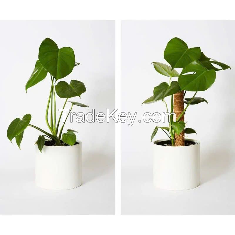 BIODEGRADABLE COIR MOSS SUPPORT POLE / BOOST YOUR PLANTÃ¢ï¿½ï¿½S CLIMB / MADE IN VIETNAM