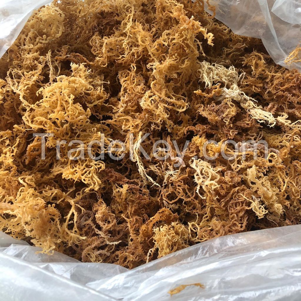 DRIED GOLD & PURPLE SEA MOSS WITH SALT OR SALT-FREE / VIETNAM SEAWEED FOR WELLNESS / MADE IN VIETNAM