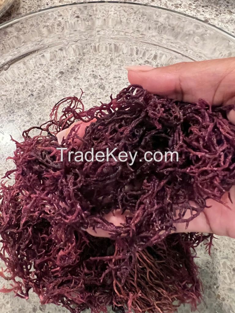 100% NATURAL PURPLE SEAMOSS / SOURCE OF ESSENTIAL NUTRIENTS / MADE IN VIETNAM