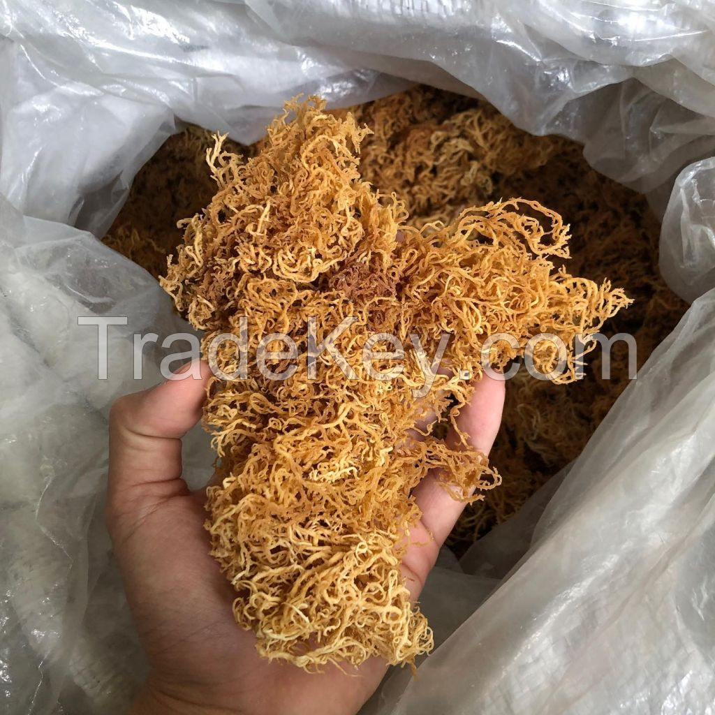 NATURAL GOLD & PURPLE SEA MOSS / MINERAL-RICH SUPERFOOD / MADE IN VIETNAM