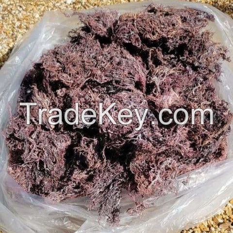 100% NATURAL PURPLE SEAMOSS / SOURCE OF ESSENTIAL NUTRIENTS / MADE IN VIETNAM