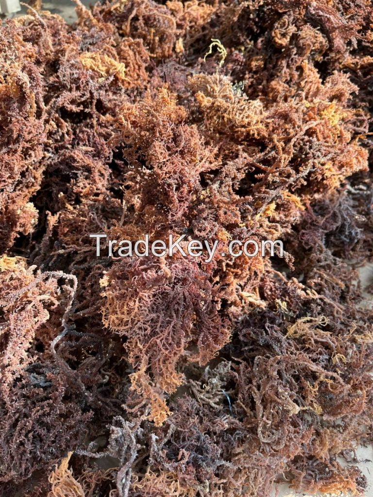 DRIED GOLD & PURPLE SEA MOSS WITH SALT OR SALT-FREE / VIETNAM SEAWEED FOR WELLNESS / MADE IN VIETNAM