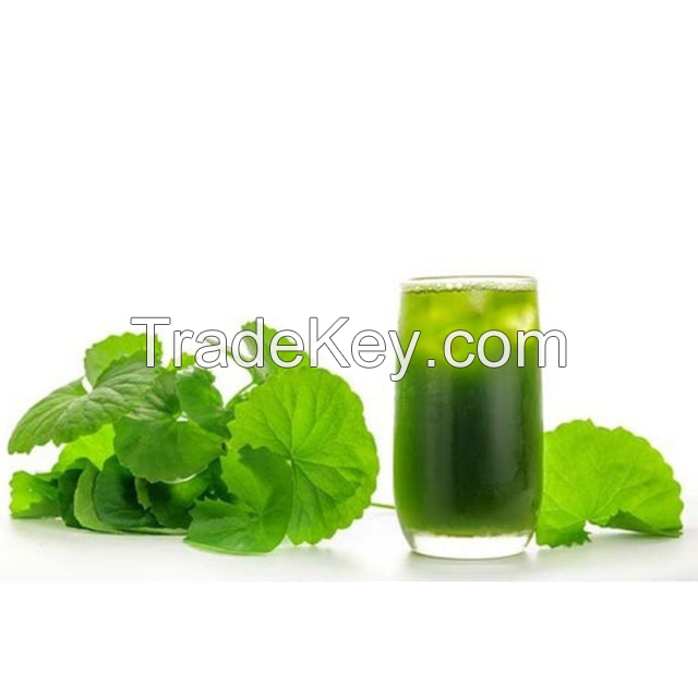 NATURAL CENTELLA ASIATICA POWDER / PREMIUM HERBAL QUALITY / AFFORDABLE PRICES FOR WHOLESALE / MADE IN VIETNAM 