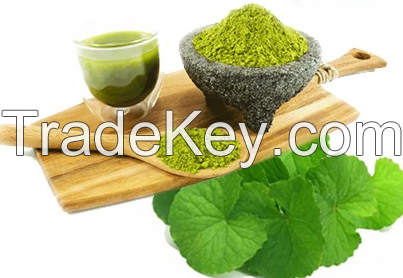 NATURAL CENTELLA ASIATICA POWDER / PREMIUM HERBAL QUALITY / AFFORDABLE PRICES FOR WHOLESALE / MADE IN VIETNAM 