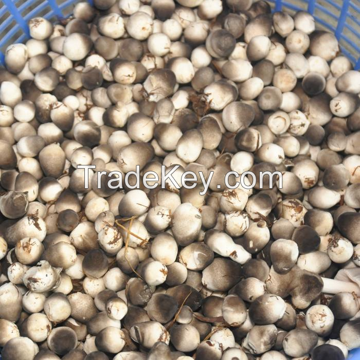 FRESH STRAW MUSHROOM / A DELICATE AND SAVORY INGREDIENT / MADE IN VIETNAM