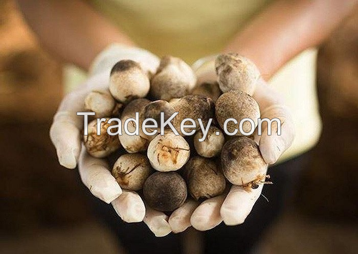 FRESH STRAW MUSHROOM / A DELICATE AND SAVORY INGREDIENT / MADE IN VIETNAM