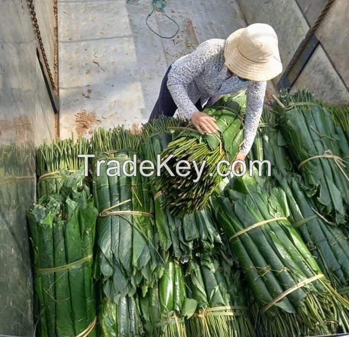 ORGANIC DONG LEAVES / VERSATILE COOKING WRAP / MADE IN VIETNAM