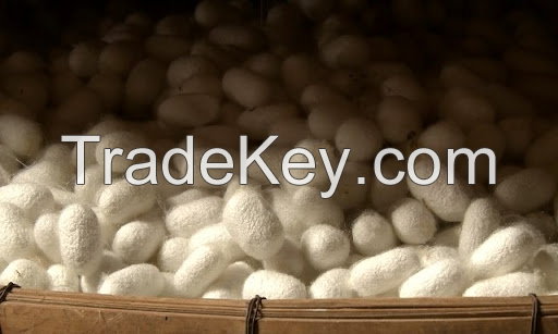 SILK COCOON NUGGETS / ALL-NATURAL TEXTILE SOURCE / MADE IN VIETNAM