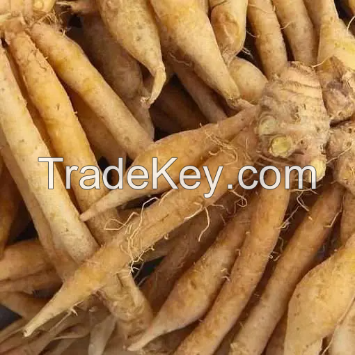 FRESH-FROZEN FINGERROOT / ESSENTIAL FOR HEALTHY COOKING / MADE IN VIETNAM