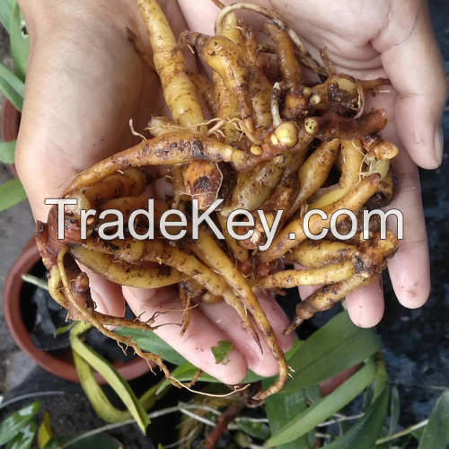 FRESH-FROZEN FINGERROOT / ESSENTIAL FOR HEALTHY COOKING / MADE IN VIETNAM