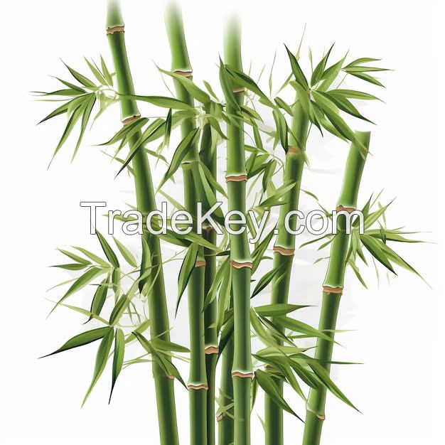 PURE AND AROMATIC BAMBOO LEAVES / TRADITIONAL RECIPE / SUSTAINABLE CHOICE / MADE IN VIETNAM