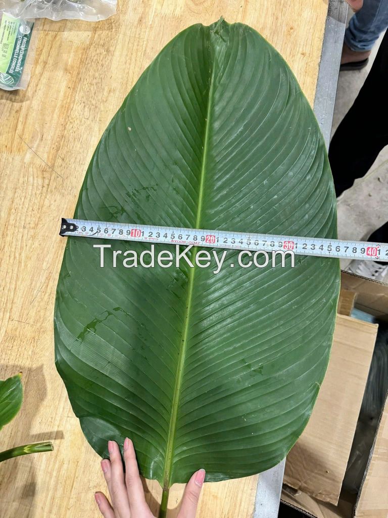 NATURAL AND BIODEGRADABLE DONG LEAVES / TRADITIONAL PACKAGING / GREAT VALUE / MADE IN VIETNAM