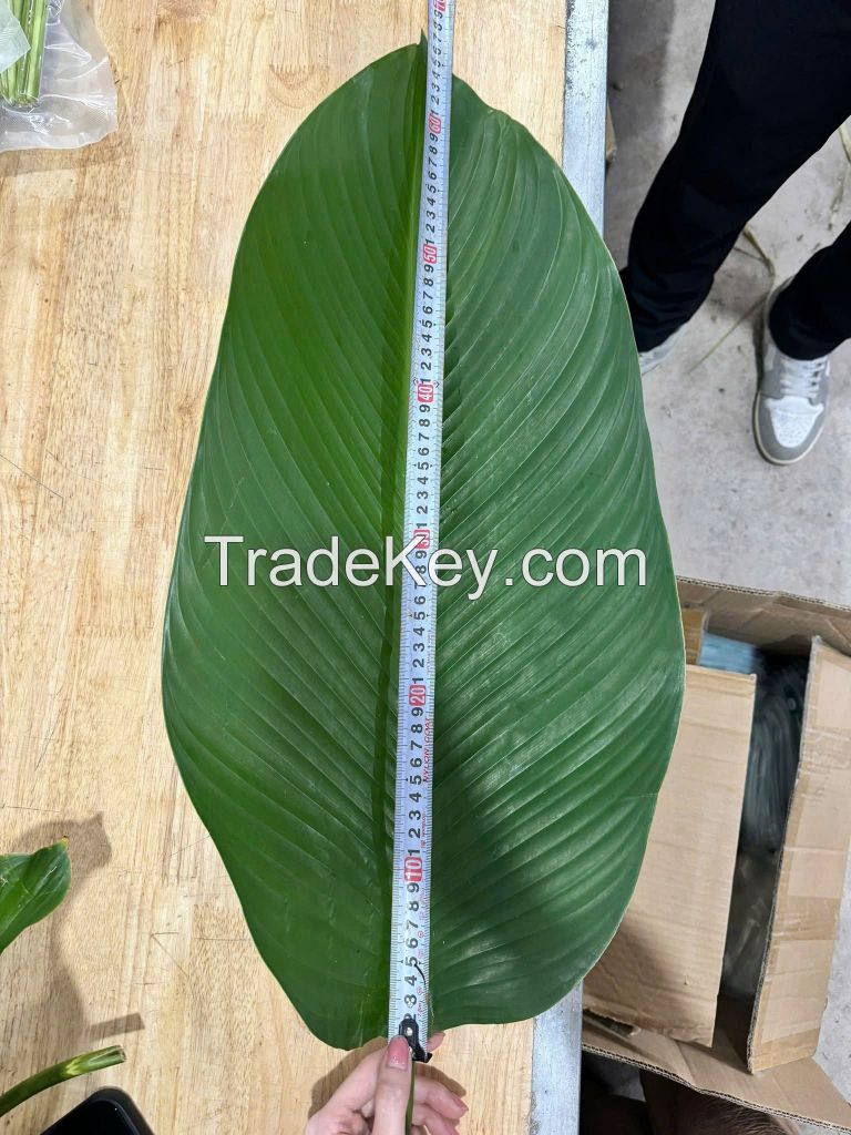 NATURAL AND BIODEGRADABLE DONG LEAVES / TRADITIONAL PACKAGING / GREAT VALUE / MADE IN VIETNAM