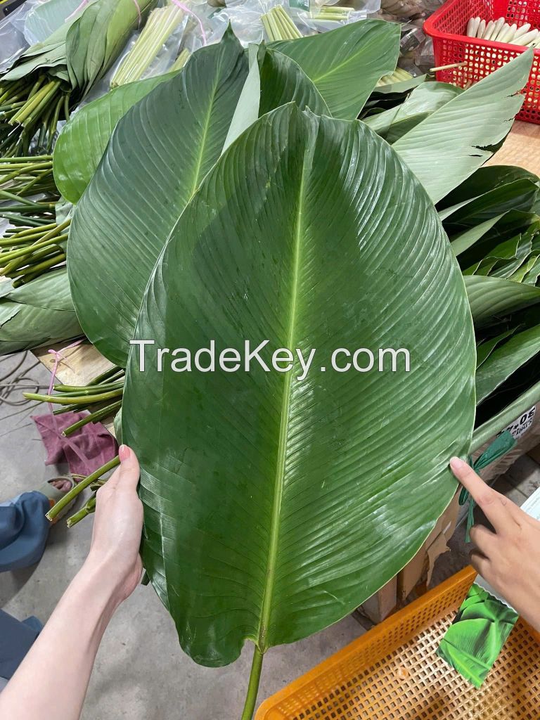 FRESH AND FLEXIBLE DONG LEAVES / FAMILY RECIPE / AFFORDABLE VALUE / MADE IN VIETNAM