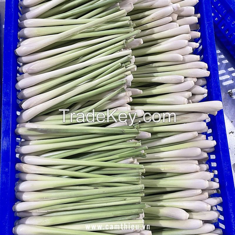 PREMIUM QUALITY FRESH LEMONGRASS / FAMILY RECIPE / AFFORDABLE VALUE / MADE IN VIETNAM