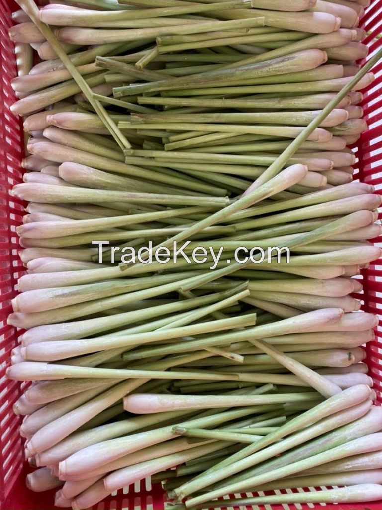 Crisp And Aromatic Fresh Lemongrass / Family Recipe / Affordable Value / Made In Vietnam