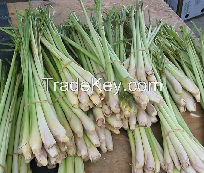 Crisp And Aromatic Fresh Lemongrass / Family Recipe / Affordable Value / Made In Vietnam