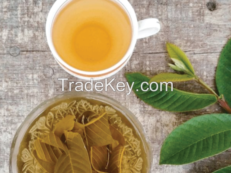 GUAVA LEAF TEA PACKETS / ORGANIC HERBAL TEA / NUTRITION RICH / HIGH QUALITY / MADE IN VIETNAM