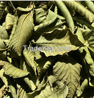 DRIED GUAVA LEAVES / HERBAL SOLUTION FOR TEA & HAIR CARE / VIETNAM / MADE IN VIETNAM