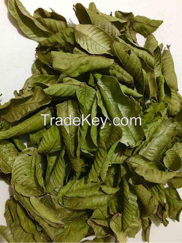 DRIED GUAVA LEAVES / HERBAL SOLUTION FOR TEA & HAIR CARE / VIETNAM / MADE IN VIETNAM