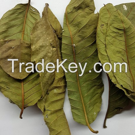 DRIED GUAVA LEAVES / HERBAL SOLUTION FOR TEA & HAIR CARE / VIETNAM / MADE IN VIETNAM