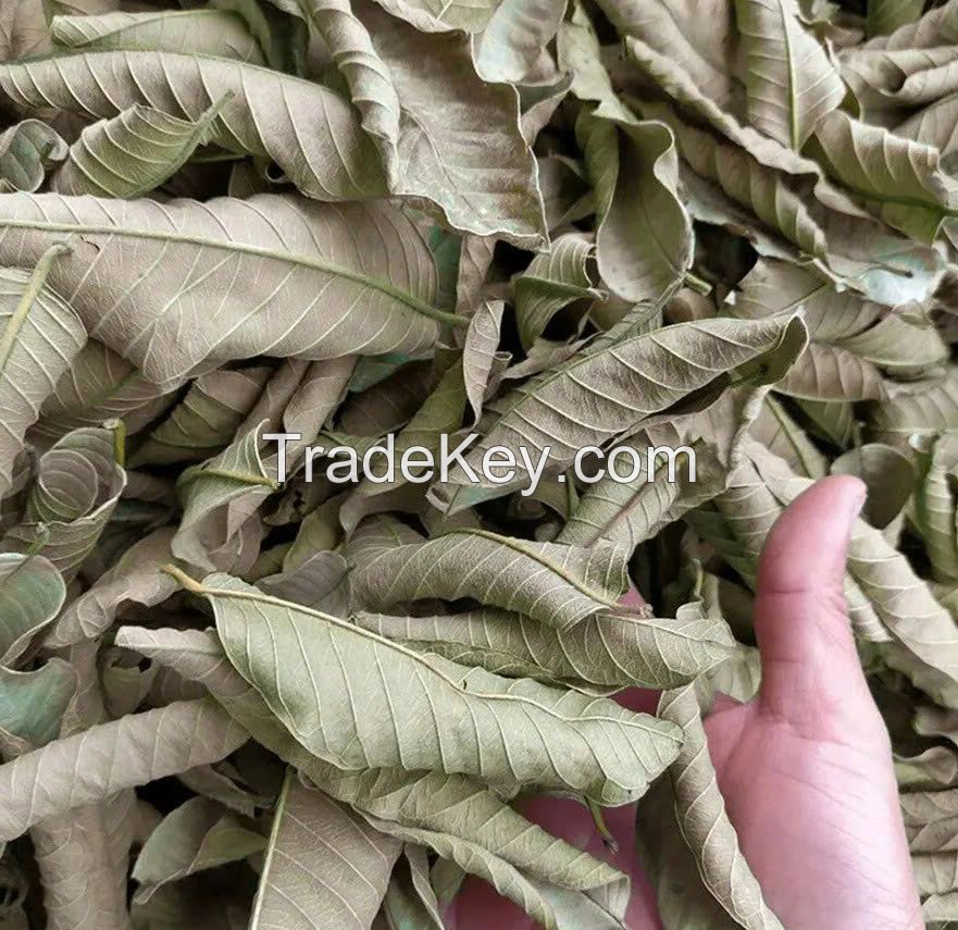 DRIED GUAVA LEAVES / HERBAL SOLUTION FOR TEA & HAIR CARE / VIETNAM / MADE IN VIETNAM