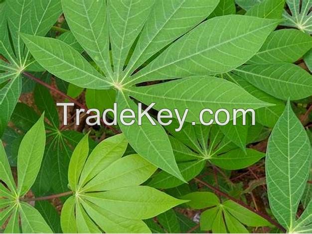 VERSATILE CASSAVA LEAVES / RICH IN NUTRIENTS / HANDCRAFTED / VIETNAMESE PRIDE