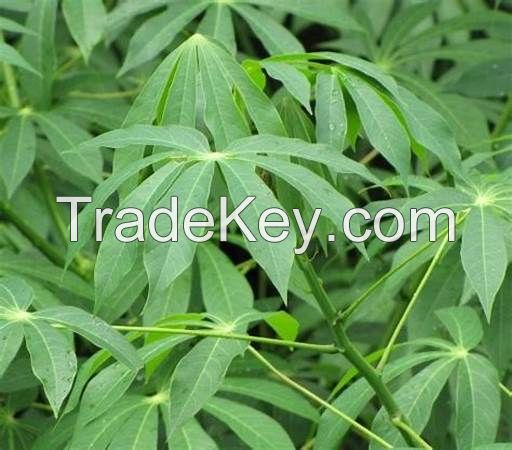 VERSATILE CASSAVA LEAVES / RICH IN NUTRIENTS / HANDCRAFTED / VIETNAMESE PRIDE