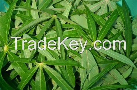 VERSATILE CASSAVA LEAVES / RICH IN NUTRIENTS / HANDCRAFTED / VIETNAMESE PRIDE