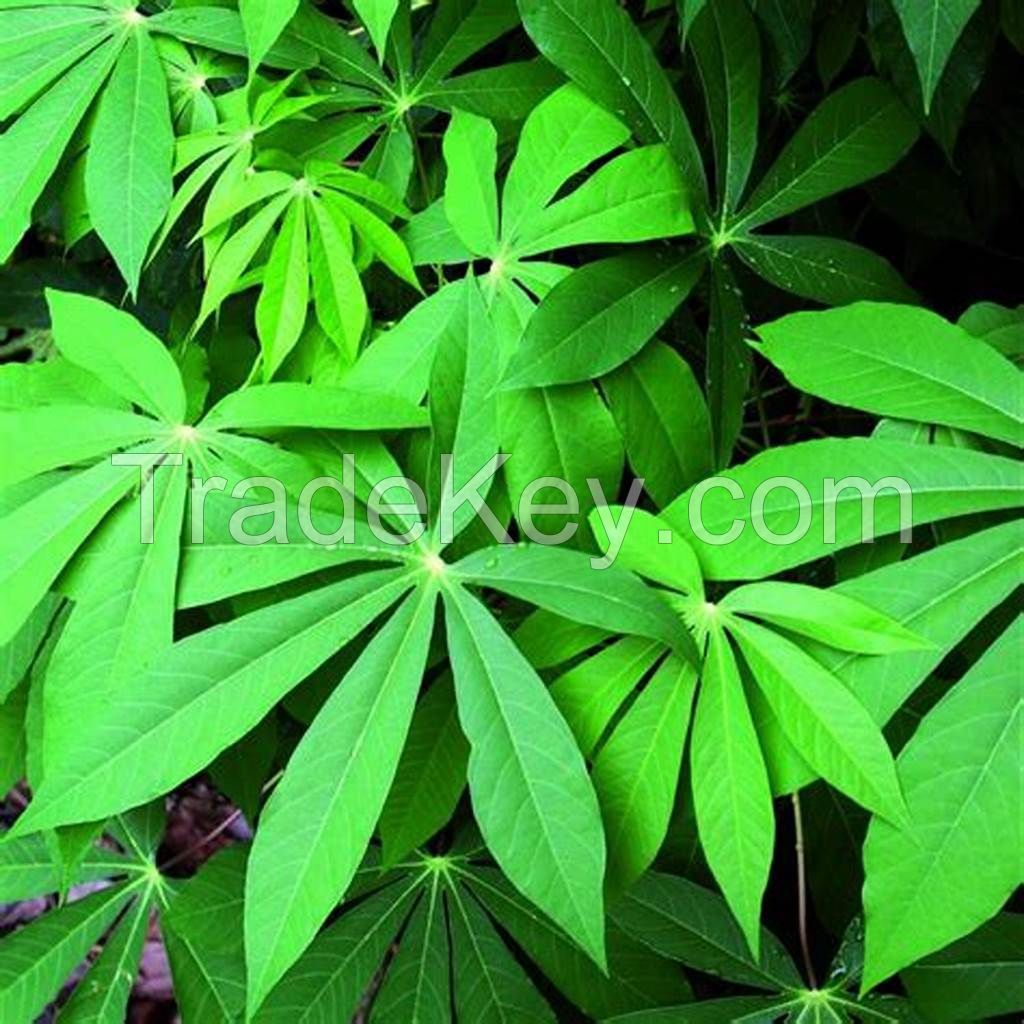 VERSATILE CASSAVA LEAVES / RICH IN NUTRIENTS / HANDCRAFTED / VIETNAMESE PRIDE