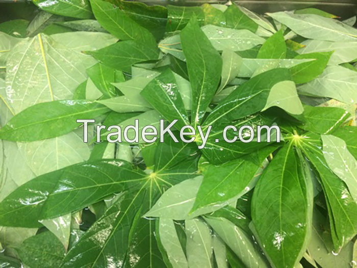 WHOLE FRESH CASSAVA LEAVES / VIBRANT GREEN / ORGANIC & HEALTHY / PREMIUM GRADE / MADE IN VIETNAM