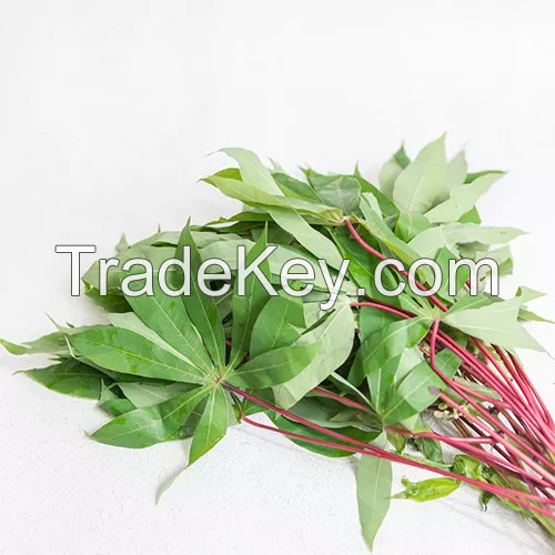 WHOLE FRESH CASSAVA LEAVES / VIBRANT GREEN / ORGANIC & HEALTHY / PREMIUM GRADE / MADE IN VIETNAM