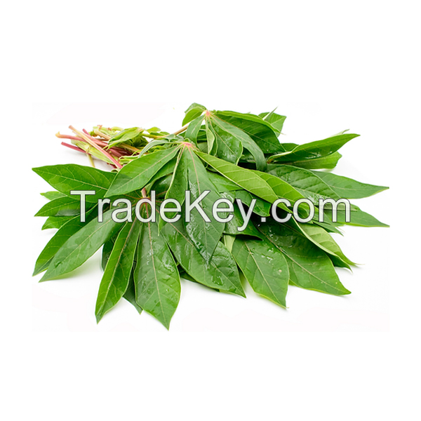 WHOLE FRESH CASSAVA LEAVES / VIBRANT GREEN / ORGANIC & HEALTHY / PREMIUM GRADE / MADE IN VIETNAM