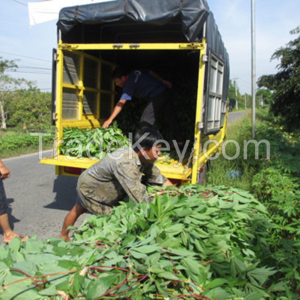 WHOLE FRESH CASSAVA LEAVES / VIBRANT GREEN / ORGANIC & HEALTHY / PREMIUM GRADE / MADE IN VIETNAM